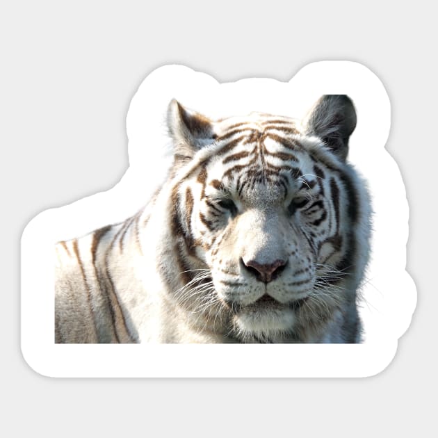 White Tiger (No Background) Sticker by Victorious Maximus